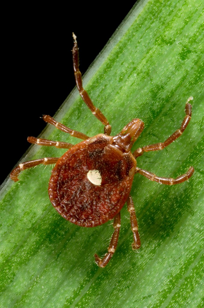 2006 Dr. Amanda Loftis, Dr. William Nicholson, Dr. Will Reeves This photograph depicts a female lone star tick Amblyomma americanum. An Ixodes or hard tick, A. americanum is found through the southeast and south-central states, and has been shown to transmit the spirochete, Borrelia lonestari, the pathogen responsible for causing a Lyme disease-like rash known as Southern tick-associated associated rash illness (STARI). Representatives from all three of its life stages aggressively bite people in the southern U.S. Research indicates that live spirochetes are observed in only 1-3% of specimens. The small chitinous scutum on the ticks dorsal abdomen identified this as a female of the species. The reduced scutal size enables the abdomen to expand to enormous proportions when ingesting a blood meal the tick extracts from its host food source, as seen in PHIL# 8677. In the male, the scutum covers almost the entire dorsal abdomen. Also, note the four pairs of jointed legs, placing ticks in the Phylum Arthropoda, and the Class Arachnida.
