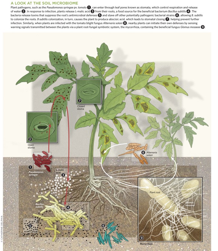 Plant Microbiome