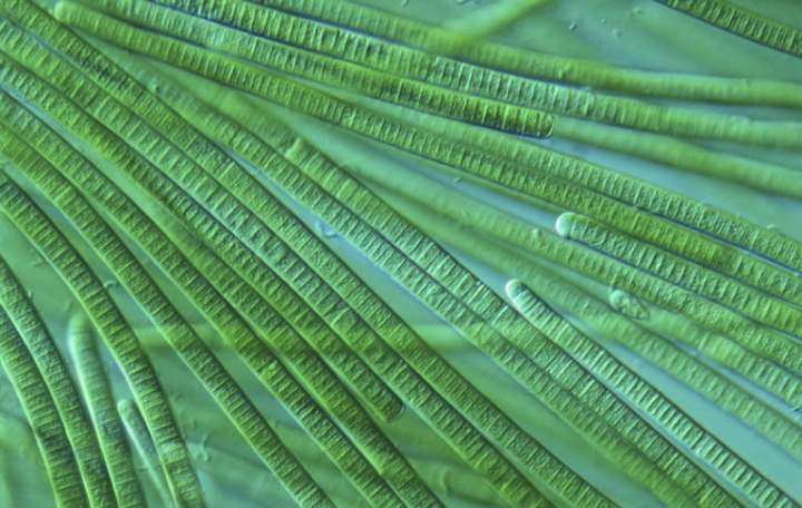 Cyanobacteria