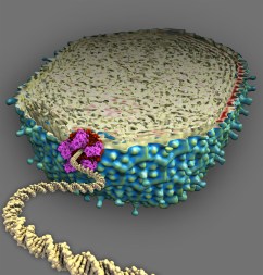 DNA Packing