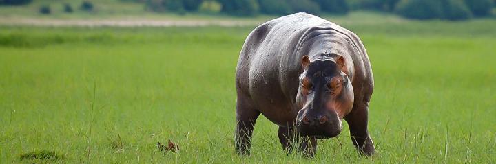 hippo.jpg