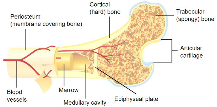 osteochondral