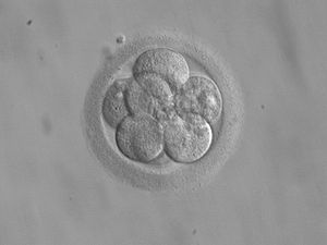 Figure 1. Close interaction between embryonic trophoblast stem cells and embryonic stem cells resembles natural embryo development.