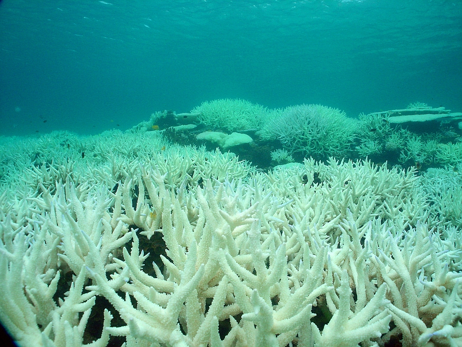 Figure 1. The Great Barrier Reef is discolored due to severe coral bleaching caused by global warming.