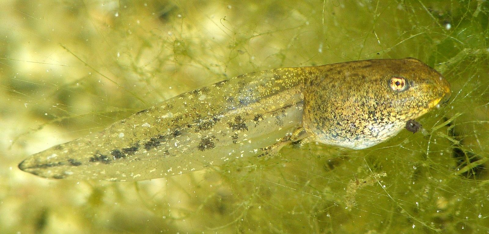 Caption: Researchers demonstrate the improvement of innervation between the central nervous system and a grafted eye on the tails of tadpoles with Zolmitriptan.