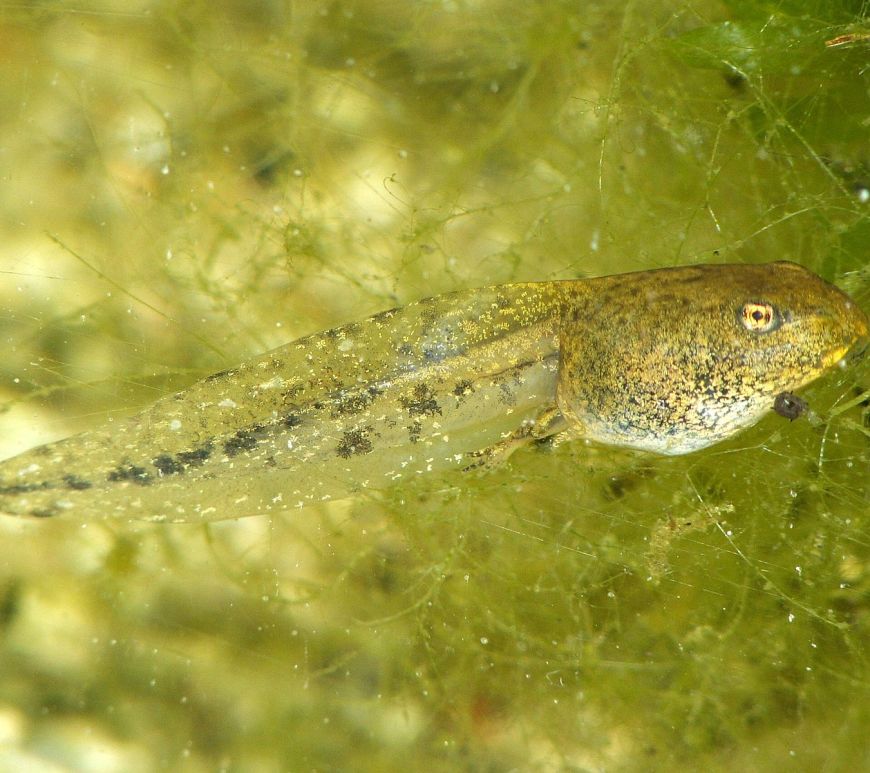 Caption: Researchers demonstrate the improvement of innervation between the central nervous system and a grafted eye on the tails of tadpoles with Zolmitriptan.