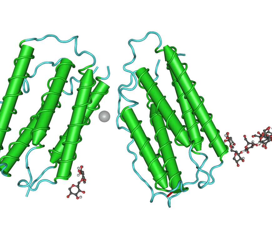 Figure 1: Type 1 IFN protein.