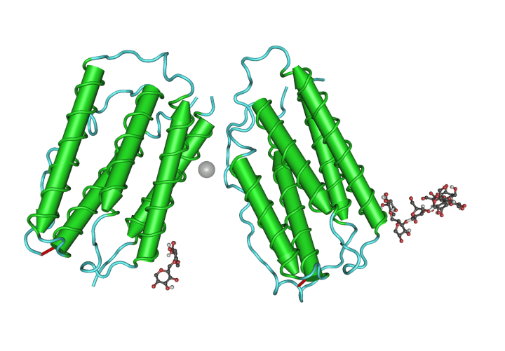 Figure 1: Type 1 IFN protein.