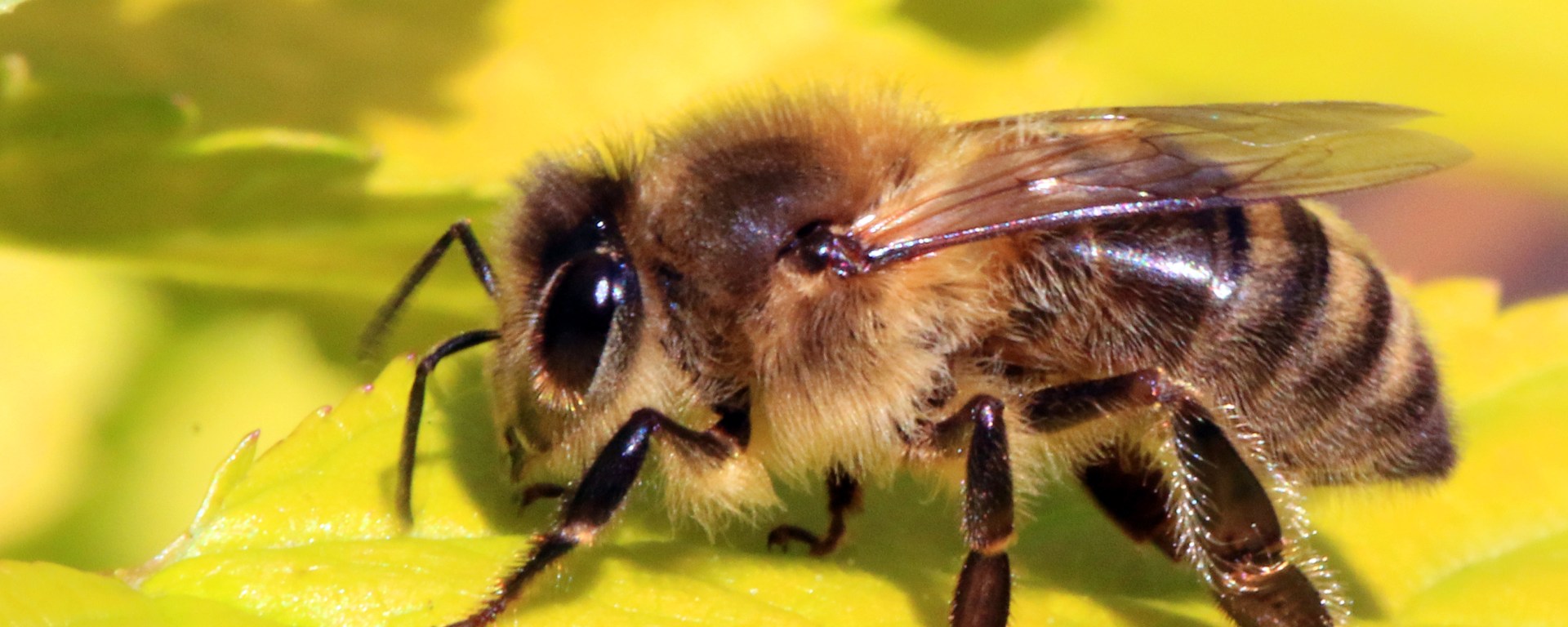 Figure 1. Acoustic analysis of buzzing from foraging bees provides a faster and less invasive method of monitoring bee pollination.