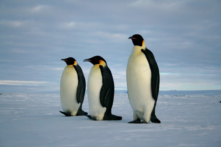 Figure 1.  A mathematical model predicts a grim future for emperor penguins under all scenarios of migration.