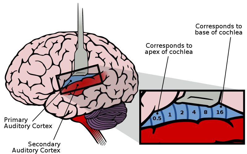 Figure 1: The auditory cortex of the brain highlighted with mapping of sound frequencies.