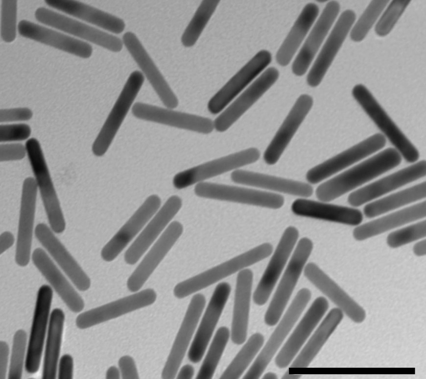 Figure 1 Lipid-coated gold nanorods used to study transfection efficacy of HSP promoters