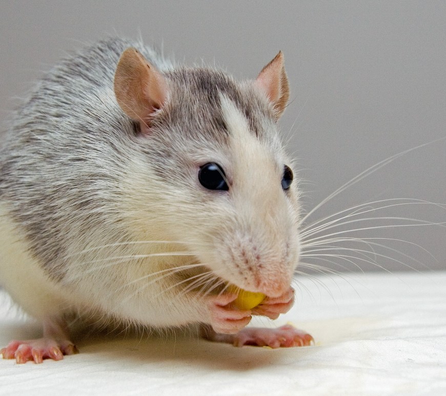 Caption: Mice brains are similar to humans, with study results suggesting that sleep disturbances can lead to the formation of neurodegenerative plaques.