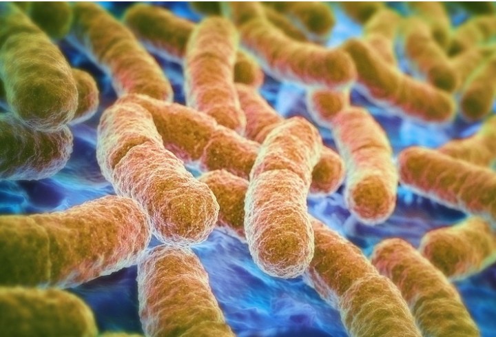 Figure 1. Human gut microbe, P. histicola has therapeutic effects against Multiple Sclerosis (MS)