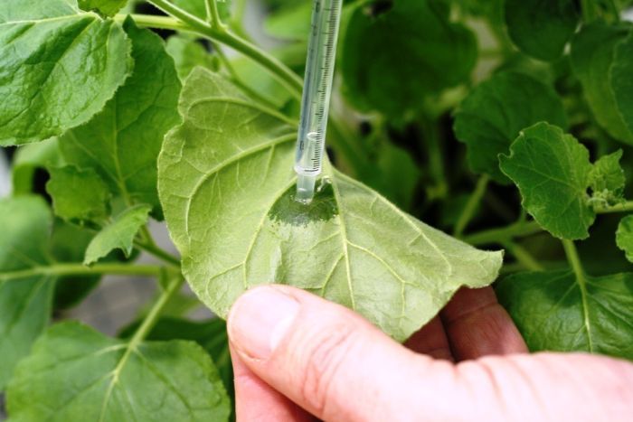 Figure 1. Zika vaccine developed from Nicotiana benthamiana plant extract