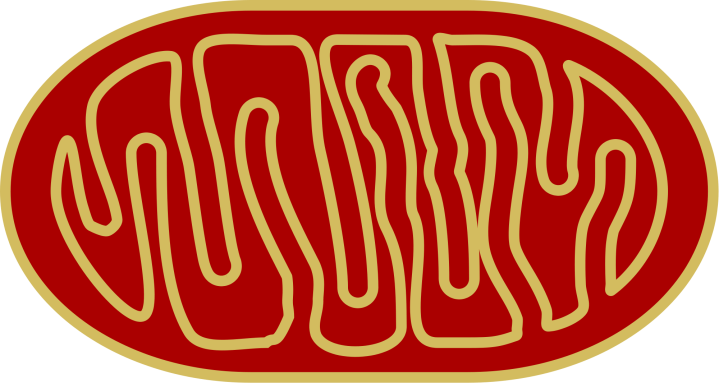 Figure 1. Scientists from UCLA controlled expression of genes Drp1 and Atg1 in fruit flies to promote breakdown and removal of damaged mitochondria.