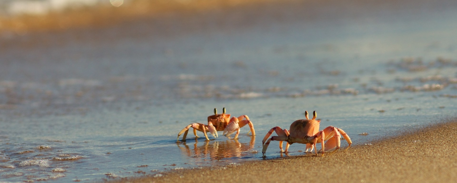 Figure 1. Ghost crabs are Crustaceans of the subfamily Ocypodinae, found in intertidal zones in America’s Pacific Coast and elsewhere around the world.