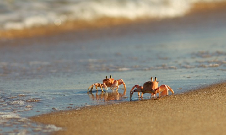Figure 1. Ghost crabs are Crustaceans of the subfamily Ocypodinae, found in intertidal zones in America’s Pacific Coast and elsewhere around the world.