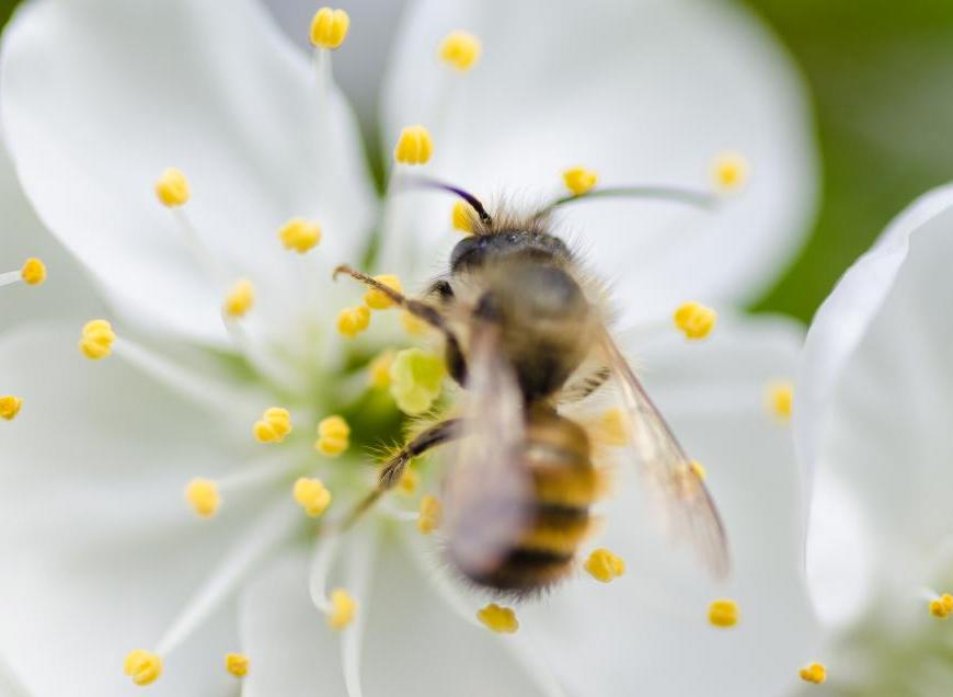 Figure 1. In light of recent climate change predictions, increasing biodiversity in bee populations may be crucial to coffee sustainability in Latin America.