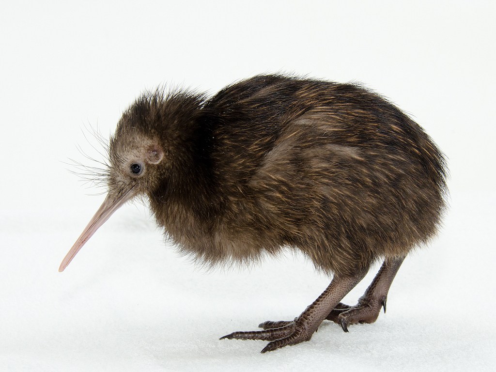 Figure 1. Biologists find visual impairments in a kiwi population that lead them to believe that vision is unrelated to kiwi survival.