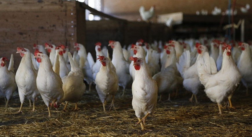 Figure 1. Brood of chickens frolicking in a pen house
