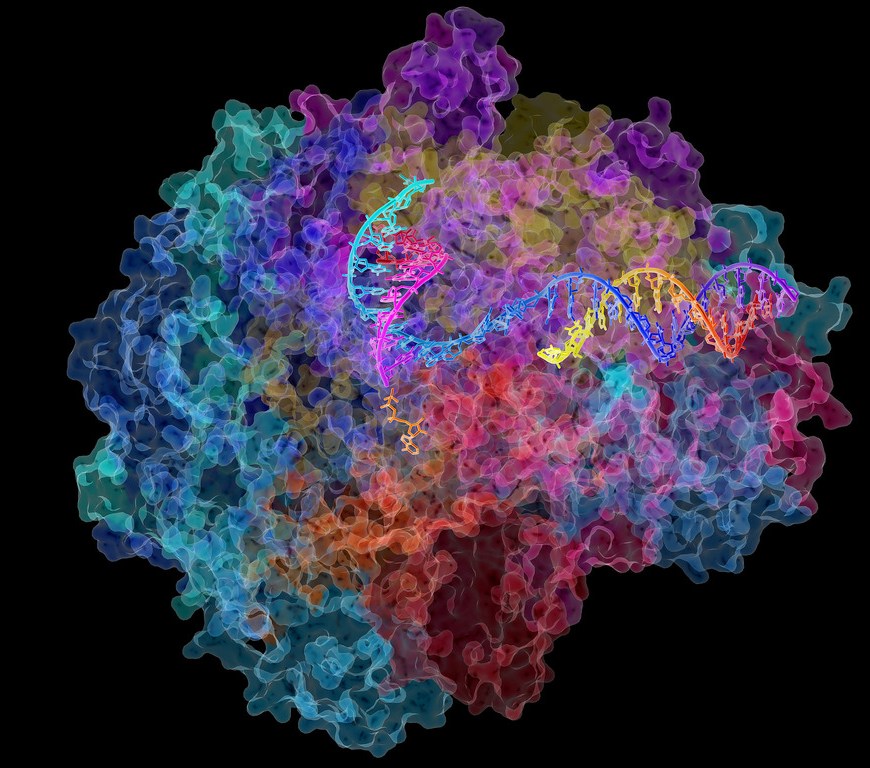 Figure 1: The RNA Polymerase II molecule is an important enzyme involved in the transcription process of DNA to mRNA.