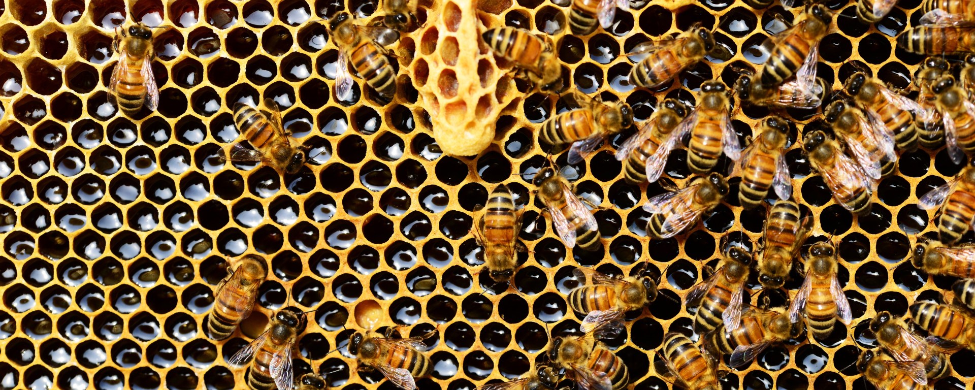 Figure 1. A honeybee larva can either become a queen or a worker bee depending on the food and nutrients it consumes.