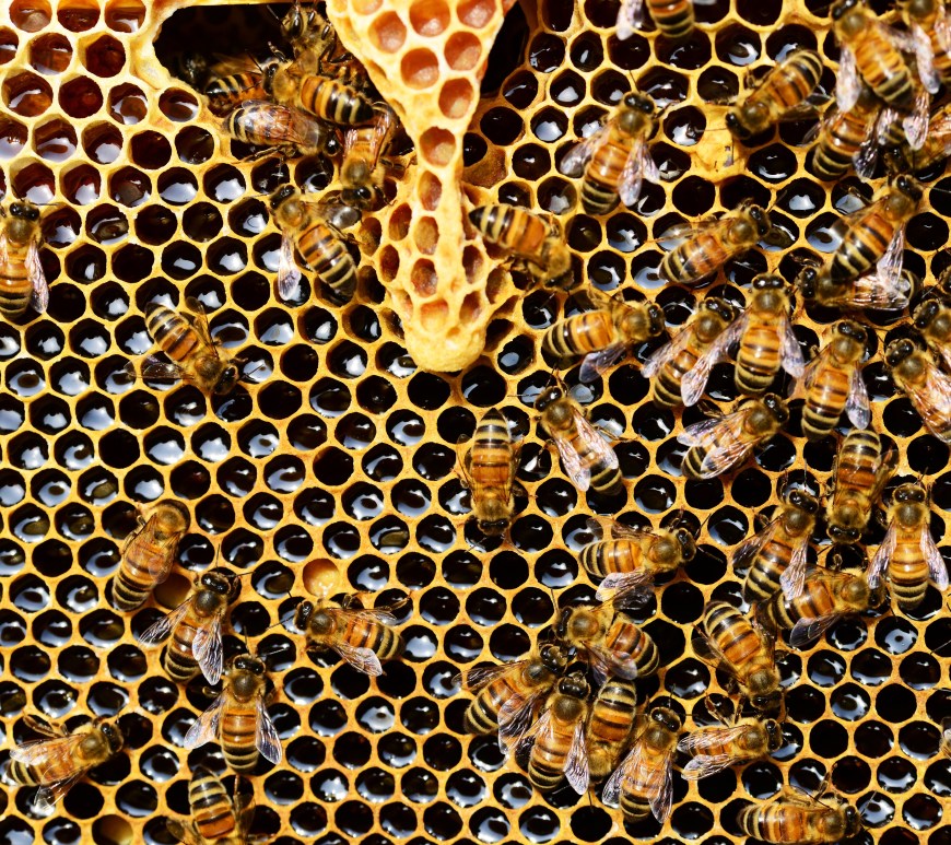 Figure 1. A honeybee larva can either become a queen or a worker bee depending on the food and nutrients it consumes.