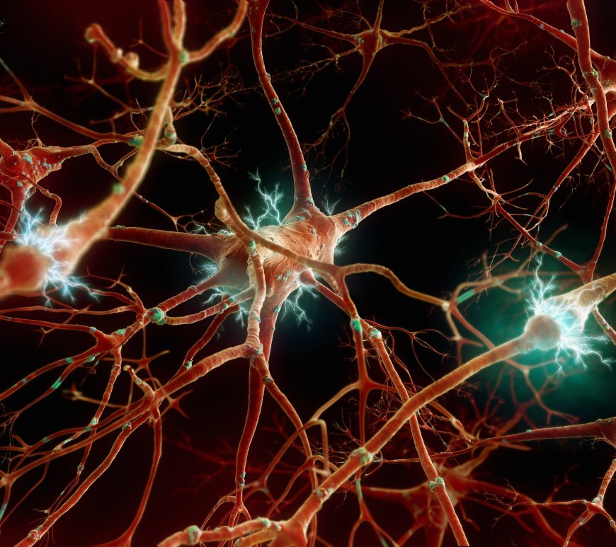 Figure 1. Reduced insulin signaling maintains “youthful” response in aging flies and can potentially prevent age-related neuronal decline.
