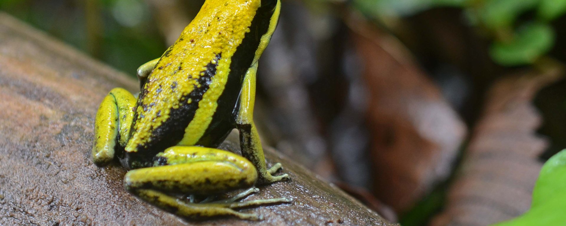 Figure 1: The poison frog, Ameerega bassleri, is one of the three studied lineages of frogs that evolved resistance to epibatidine, a toxin lethal in microgram-doses.