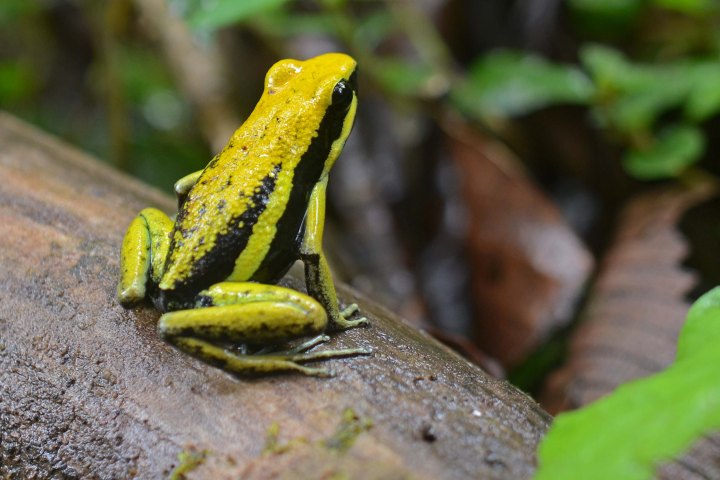 Poisonous_Frog