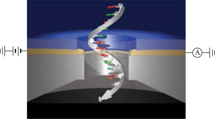 Figure 1. Researchers from Arizona State University found conductive properties in human integrin protein using Scanning Tunnel Microscopy. The image depicts this technique with a single strand of DNA.