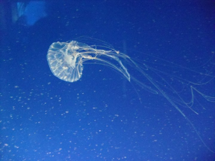 Figure 1. Rather than having a centralized nervous system, jellyfish possess one of the simplest nervous systems: a nerve net.