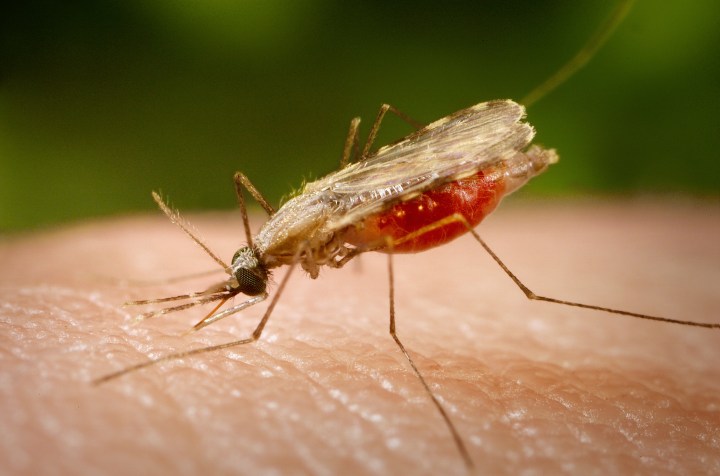 SBYIR_jan2_malaria_photo_anophelesMinimus