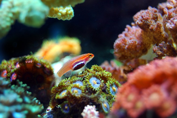 Coral_Reefs