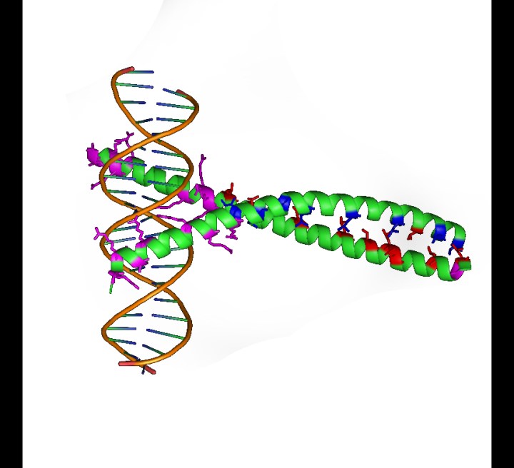 Figure 1. FOXO transcription factors are usually shown to exhibit anti-tumorigenic properties upon nuclear localization.