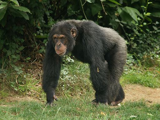 chimp.jpg
