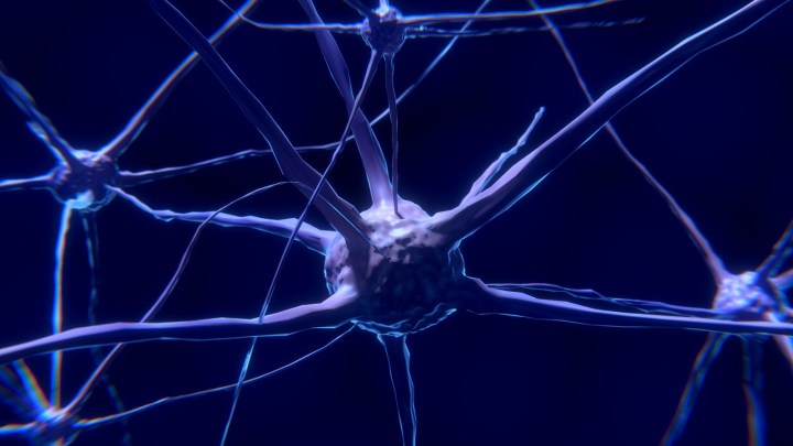 Neuron Brain Nervous System Neurons Nerve Cell