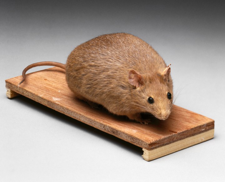 L0060083 Bioengineered obese mouse, Aberdeen, Scotland, 1998