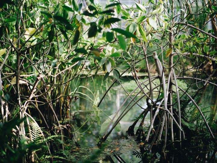 mangrove.jpg