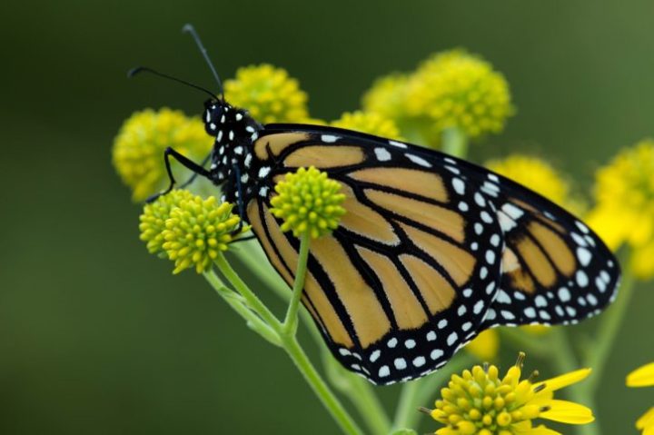 macro yellowish big Monarch butterfly flower