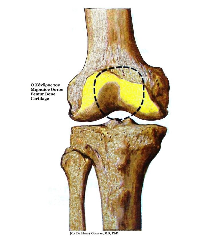 femurcartilage