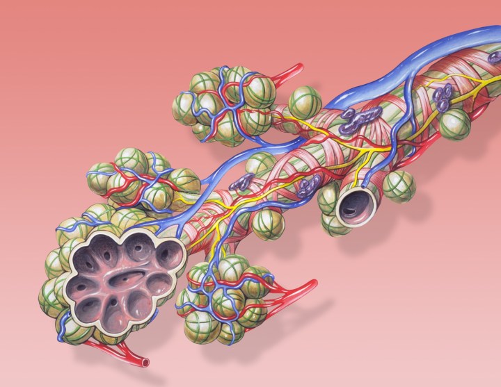 bronchial anatomy details normal