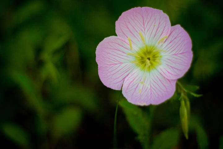 evening_primrose