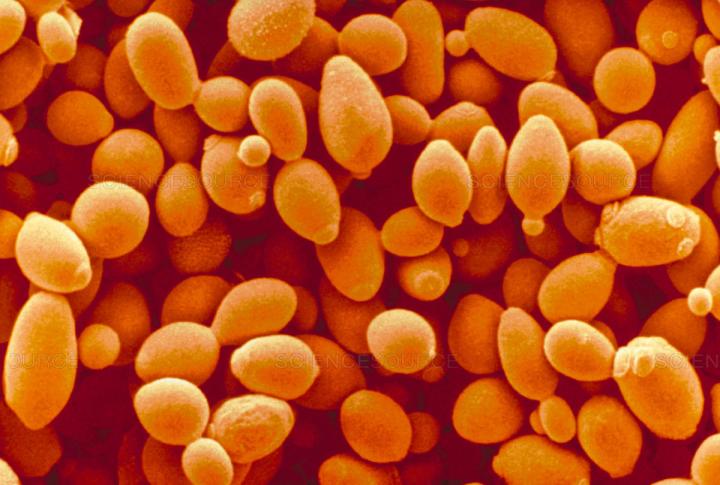 Saccharomyces_cerevisiae